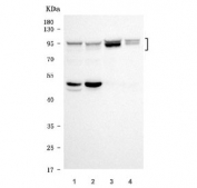 Western blot testing of 1) human HepG2, 2) human U-87 MG, 3) rat pancreas and 4) mouse pancreas tissue lysate with SEL1L antibody. Predicted molecular weight ~89 kDa but may be observed at higher molecular weights due to glycosylation.