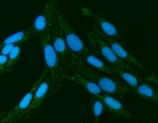 Immunofluorescent staining of FFPE human U-2 OS cells with FERMT2 antibody (green) and DAPI nuclear stain (blue). HIER: steam section in pH6 citrate buffer for 20 min.