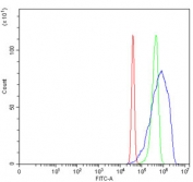 Flow cytometry testing of human SiHa cells with FERMT2 antibody at 1ug/million cells (blocked with goat sera); Red=cells alone, Green=isotype control, Blue= Kindlin 2 antibody.