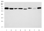 Western blot testing of 1) human HeLa, 2) human 293T, 3) human placenta, 4) human Jurkat, 5) rat kidney, 6) rat PC-12, 7) mouse kidney and 8) mouse NIH 3T3 cell lysate with TBX18 antibody. Predicted molecular weight ~64 kDa, commonly observed at 64-70 kDa.
