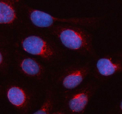 Immunofluorescent staining of FFPE human U-2 OS cells with SEC22B antibody (red) and DAPI nuclear stain (blue). HIER: steam section in pH6 citrate buffer for 20 min.