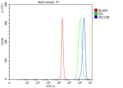 Flow cytometry testing of human 293T cells with SEC22B antibody at 1ug/million cells (blocked with goat sera); Red=cells alone, Green=isotype control, Blue= SEC22B antibody.