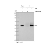 Immunoprecipitation of UBA5 protein from 500ug of human Jurkat whole cell lysate with 2ug of UBA5 antibody.