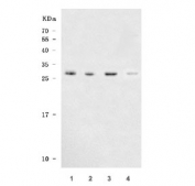 Western blot testing of human 1) HeLa, 2) 293T, 3) Jurkat and 4) A549 cell lysate with SAP30 antibody. Predicted molecular weight ~23 kDa, commonly observed at 23-30 kDa.