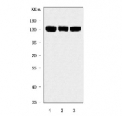 Western blot testing of human 1) 293T, 2) HeLa and 3) HepG2 cell lysate with SAP130 antibody. Predicted molecular weight ~110 kDa, commonly observed at 110-130 kDa with a possible ~66 kDa isoform.