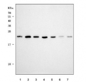 Western blot testing of 1) human A431, 2) human U-251, 3) human HaCaT, 4) human Jurkat, 5) rat liver, 6) mouse brain and 7) mouse liver tissue lysate with SFR1 antibody. Predicted molecular weight ~27-36 kDa.