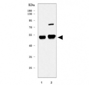 Western blot testing of 1) rat heart and 2) mouse heart tissue lysate with Tead3 antibody. Predicted molecular weight ~49 kDa.