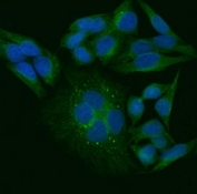 Immunofluorescent staining of FFPE human HeLa cells with TRAIP antibody (green) and DAPI nuclear stain (blue). HIER: steam section in pH6 citrate buffer for 20 min.