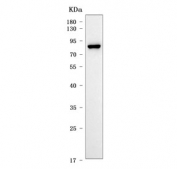 Western blot testing of human HCCT cell lysate with OAT7 antibody. Predicted molecular weight ~62 kDa but may be observed at higher molecular weights due to glycosylation.