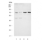 Western blot testing of 1) human HEL, 2) human Jurkat, 3) rat C6 and 4) mouse RAW264.7 cell lysate with TREML2 antibody. Predicted molecular weight ~35 kDa but may be observed at higher molecular weights due to glycosylation.