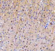 IHC staining of FFPE mouse brain tissue with SAMSN1 antibody. HIER: boil tissue sections in pH8 EDTA for 20 min and allow to cool before testing.