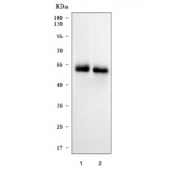 Western blot testing of human 1) K562 and 2) HEL cell lysate with SAMSN1 antibody. Predicted molecular weight ~42 kDa, commonly observed at 42-50 kDa.
