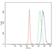 Flow cytometry testing of human Daudi cells with UBE2O antibody at 1ug/million cells (blocked with goat sera); Red=cells alone, Green=isotype control, Blue= UBE2O antibody.