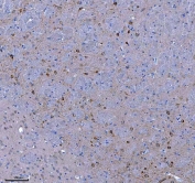 IHC staining of FFPE mouse brain tissue with TRANK1 antibody. HIER: boil tissue sections in pH8 EDTA for 20 min and allow to cool before testing.