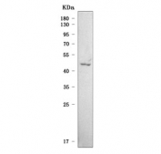 Western blot testing of human 293T cell lysate with Serpin B13 antibody. Predicted molecular weight ~44 kDa.