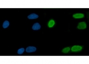 Immunofluorescent staining of FFPE human A549 cells with MRPP1 antibody (green) and DAPI nuclear stain (blue). HIER: steam section in pH6 citrate buffer for 20 min.