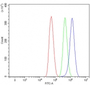 Flow cytometry testing of human U-87 MG cells with Sarcosine dehydrogenase antibody at 1ug/million cells (blocked with goat sera); Red=cells alone, Green=isotype control, Blue= Sarcosine dehydrogenase antibody.