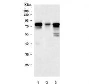 Western blot testing of human 1) HepG2, 2) A431 and 3) U-251 cell lysate with PILT antibody. Predicted molecular weight ~62 kDa, commonly observed at 62-85 kDa.