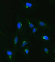 Immunofluorescent staining of FFPE human A549 cells with PILT antibody (green) and DAPI nuclear stain (blue). HIER: steam section in pH6 citrate buffer for 20 min.