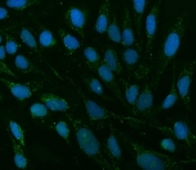 Immunofluorescent staining of FFPE human U-2 OS cells with TMEM88 antibody (green) and DAPI nuclear stain (blue). HIER: steam section in pH6 citrate buffer for 20 min.