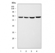 Western blot testing of 1) rat thymus, 2) rat liver, 3) mouse thymus and 4) mouse liver tissue lysate with TOX2 antibody. Predicted molecular weight ~52 kDa, commonly observed at 52-70 kDa.