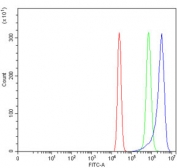 Flow cytometry testing of human U-2 OS cells with WDR7 antibody at 1ug/million cells (blocked with goat sera); Red=cells alone, Green=isotype control, Blue= WDR7 antibody.