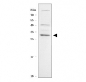 Western blot testing of human U-937 cell lysate with APRIL antibody. Predicted molecular weight ~28 kDa.
