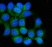 Immunofluorescent staining of FFPE human MCF-7 cells with Hsp90 beta antibody (green) and DAPI nuclear stain (blue). HIER: steam section in pH6 citrate buffer for 20 min.