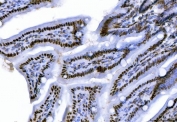 IHC staining of FFPE mouse colon tissue with C-terminal-binding protein 2 antibody. HIER: boil tissue sections in pH8 EDTA for 20 min and allow to cool before testing.