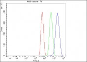 Flow cytometry testing of human U-87 MG cells with C-terminal-binding protein 2 antibody at 1ug/million cells (blocked with goat sera); Red=cells alone, Green=isotype control, Blue= C-terminal-binding protein 2 antibody.