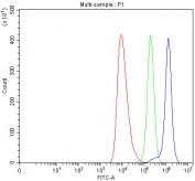 Flow cytometry testing of human HEL cells with TNNI3K antibody at 1ug/million cells (blocked with goat sera); Red=cells alone, Green=isotype control, Blue= TNNI3K antibody.