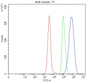 Flow cytometry testing of human Daudi cells with TOMM34 antibody at 1ug/million cells (blocked with goat sera); Red=cells alone, Green=isotype control, Blue= TOMM34 antibody.