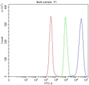 Flow cytometry testing of fixed and permeabilized human Daudi cells with TRIM16 antibody at 1ug/million cells (blocked with goat sera); Red=cells alone, Green=isotype control, Blue= TRIM16 antibody.