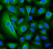 Immunofluorescent staining of FFPE human A549 cells with TRIM16 antibody (green) and DAPI nuclear stain (blue). HIER: steam section in pH6 citrate buffer for 20 min.