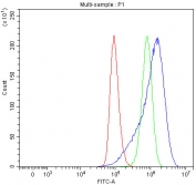 Flow cytometry testing of human A549 cells with SGCE antibody at 1ug/million cells (blocked with goat sera); Red=cells alone, Green=isotype control, Blue= SGCE antibody.