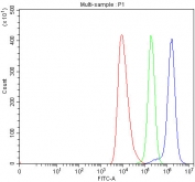 Flow cytometry testing of human U937 cells with TRIM71 antibody at 1ug/million cells (blocked with goat sera); Red=cells alone, Green=isotype control, Blue= TRIM71 antibody.