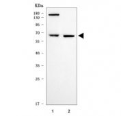 Western blot testing of human 1) HeLa and 2) Jurkat cell lysate with ASC1 antibody. Predicted molecular weight ~66 kDa.