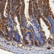 IHC staining of FFPE rat colon tissue with SEC31A antibody. HIER: boil tissue sections in pH8 EDTA for 20 min and allow to cool before testing.