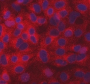 Immunofluorescent staining of FFPE human A549 cells with SEC31A antibody (red) and DAPI nuclear stain (blue). HIER: steam section in pH6 citrate buffer for 20 min.