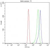 Flow cytometry testing of human HL60 cells with SEC31A antibody at 1ug/million cells (blocked with goat sera); Red=cells alone, Green=isotype control, Blue= SEC31A antibody.
