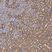 IHC staining of FFPE rat kidney tissue with SEC31A antibody. HIER: boil tissue sections in pH8 EDTA for 20 min and allow to cool before testing.