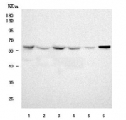Western blot testing of 1) human MCF7, 2) human Jurkat, 3) human 293T, 4) human HeLa, 5) rat thymus and 6) rat spleen tissue lysate with Ro60 antibody. Predicted molecular weight ~61 kDa.
