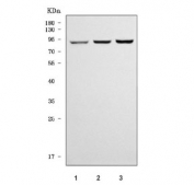 Western blot testing of 1) human HEL, 2) rat brain and 3) mouse brain tissue lysate with TTC7B antibody. Predicted molecular weight ~94 kDa.