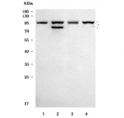 Western blot testing of human 1) HeLa, 2) 293T, 3) K562 and 4) MCF7 cell lysate with ATF6 antibody. Expected molecular weight: 75-90 kDa.
