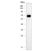 Western blot testing of human placenta tissue lysate with SERINC5 antibody. Predicted molecular weight ~47 kDa but may be observed at higher molecular weights due to glycosylation.