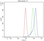 Flow cytometry testing of human A549 cells with Acyl-CoA dehydrogenase family member 9 antibody at 1ug/million cells (blocked with goat sera); Red=cells alone, Green=isotype control, Blue= Acyl-CoA dehydrogenase family member 9 antibody.