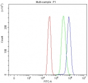 Flow cytometry testing of human SiHa cells with SF3b145 antibody at 1ug/million cells (blocked with goat sera); Red=cells alone, Green=isotype control, Blue= SF3b145 antibody.