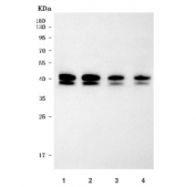 Western blot testing of 1) human milk (5ul), 2) human milk (5ul), 3) human milk (2.5ul) and 4) human milk (2.5ul) with Lactadherin antibody. Expected molecular weight: 30-66 kDa depending glycosylation level.