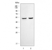 Western blot testing of 1) rat brain and 2) mouse brain tissue lysate with Serpin E3 antibody. Predicted molecular weight ~47 kDa.