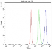 Flow cytometry testing of human U937 cells with Nitric Oxide Synthase 3 antibody at 1ug/million cells (blocked with goat sera); Red=cells alone, Green=isotype control, Blue= Nitric Oxide Synthase 3 antibody.
